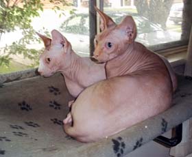 Roscoe and Riley sphynx cats looking out the window