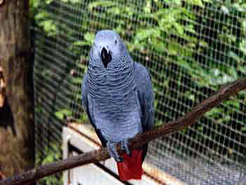 Parrot from the Columbus Zoo