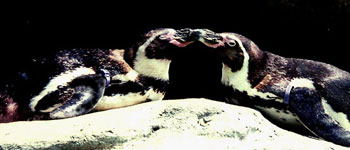  picture of two penguins from the
                                                                                                                                                                                  Columbus Zoo