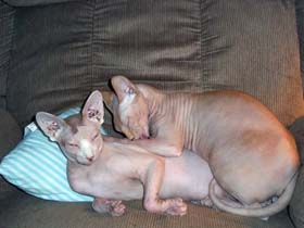 Roscoe and Riley
sphynx cats sleeping.